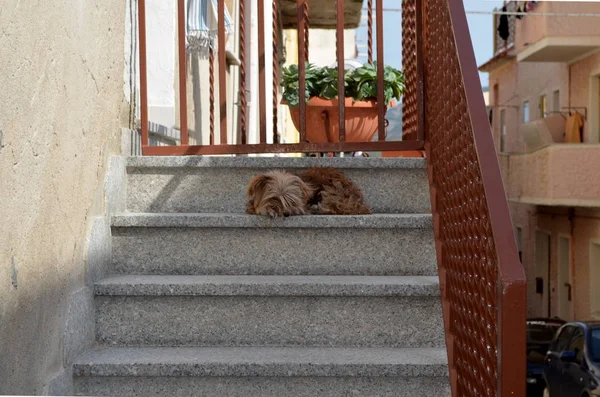 Hund sitzt im Treppenhaus in Italien, um sein Zuhause zu verteidigen Stockbild
