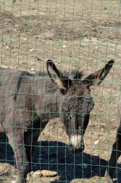 Szamár mögött egy fából készült kerítés Sardinia, Olaszország — Stock Fotó