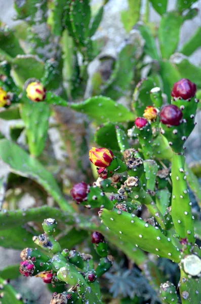 Blommande prickly pear cactus på nära håll med frukt i röd färg — Stockfoto