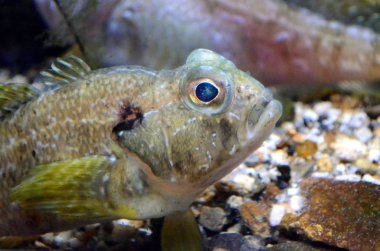  Nome: A ziyaret ünlü akvaryum, Cenova (İtalyan Acquario di Genova), İtalya ve arasında en büyük en büyük akvaryum Avrupa (5). Jpg Titolo 250 Descrizione 250 şartlı tahliye Chiave 50