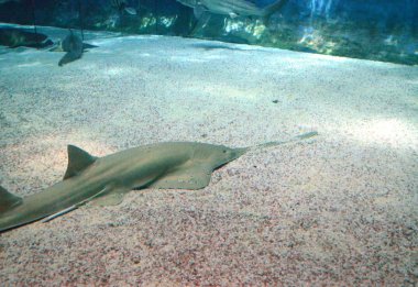 Deniz yaşamı balık gördüm Cenova Aquariu yılında sualtı görüntüleme