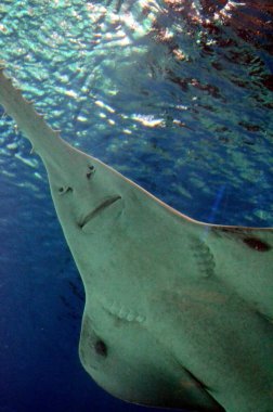 Deniz yaşamı balık gördüm Cenova Aquariu yılında sualtı görüntüleme