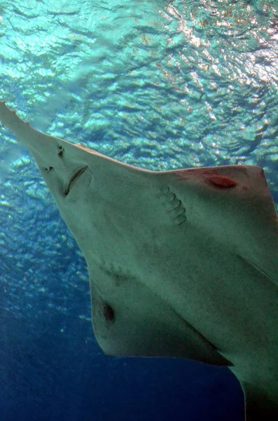 Underwater view of marine life Saw of Sawfish in Genoa Aquariu