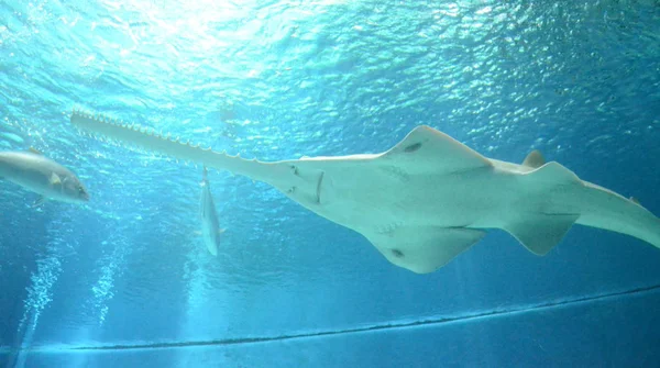 Víz alatti kilátással a tengeri élővilágára látta a Sawfish a genovai Aquariu Stock Fotó