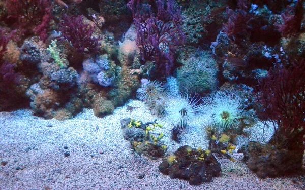 Titta Korallrev Nära Håll Alltid Bra Upplevelse — Stockfoto