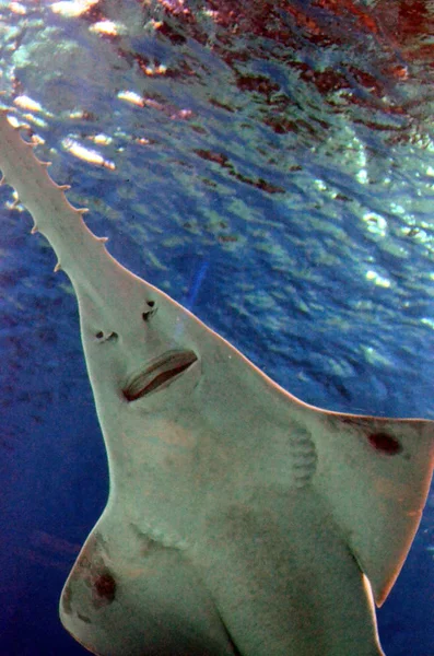 Unterwasser Ansicht Der Meereslebewesen Säge Von Sägefischen Stockbild