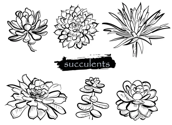 Set Con Succulento Disegnato Mano Sfondo Bianco — Vettoriale Stock