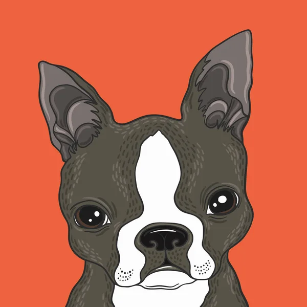 Boston terrier portret — Wektor stockowy