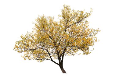 Beyaz arkaplanda izole edilmiş ağaç