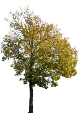 Beyaz arkaplanda ağaç