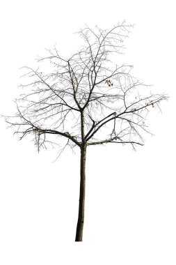 Beyaz arkaplanda izole edilmiş ağaç