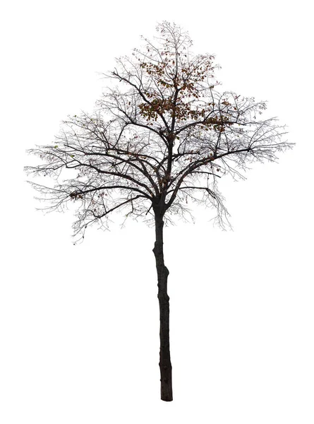 白地に孤立した木 — ストック写真