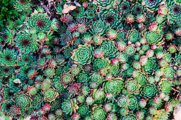 Succulents. Natural background. — Stock Photo, Image