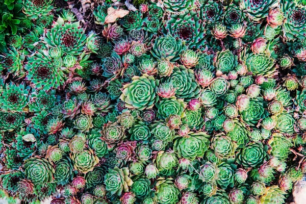 Succulents. Doğal arka plan.