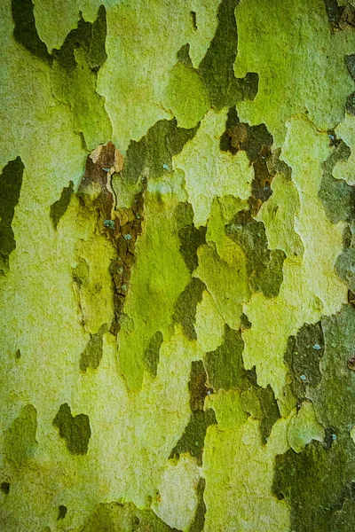 A textura da casca da árvore. close-up — Fotografia de Stock