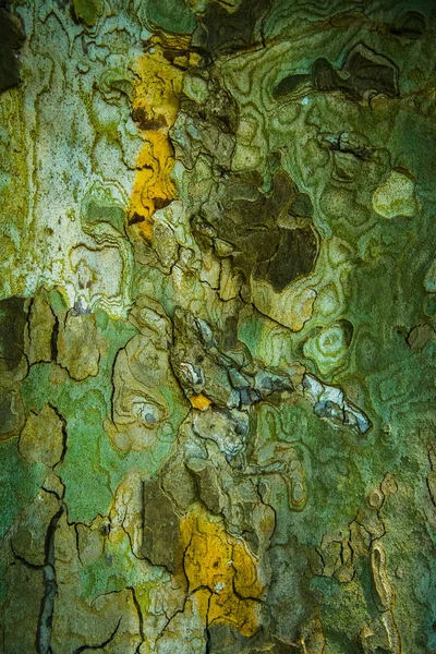A textura da casca da árvore. close-up — Fotografia de Stock