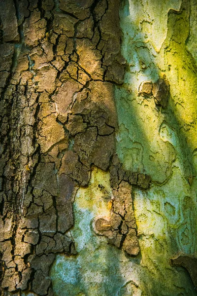 A textura da casca da árvore. close-up — Fotografia de Stock