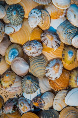 Midye kumlu bir plaj üzerinde. Arka plan. Yakın çekim.