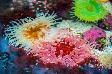 Deniz anemon. Parlak arka plan. Denizaltı dünya