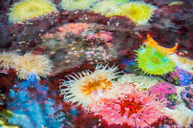 Deniz anemon. Parlak arka plan. Denizaltı dünya
