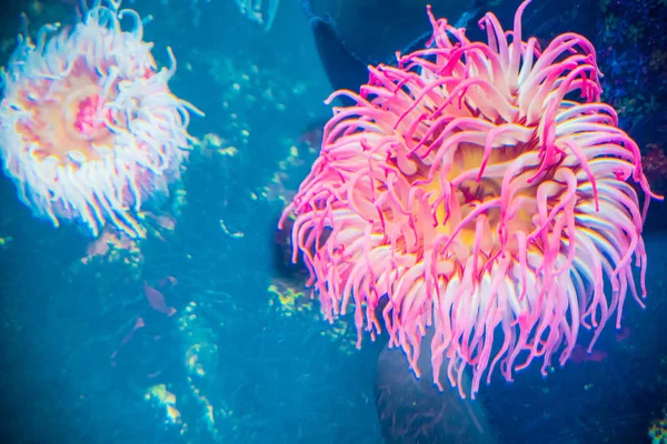 Anémonas marinas. El fondo brillante. mundo submarino —  Fotos de Stock