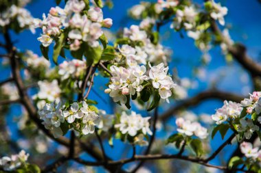 Çiçekler Apple. Parlak bahar arka plan.