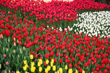 Çiçek açan laleler arka plan. Emirgan Parkı. Istanbul, Türkiye.