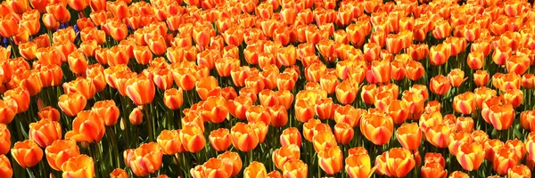 Sfondo di tulipani fioriti. Emirgan Park. Istanbul, Turchia . — Foto Stock