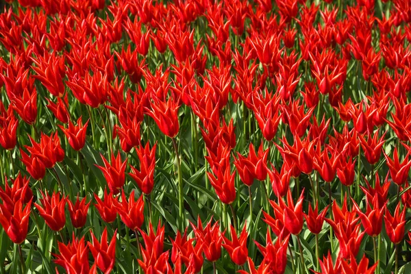 Fundo de tulipas florescendo. Parque Emirgan. Istambul, Turquia . — Fotografia de Stock