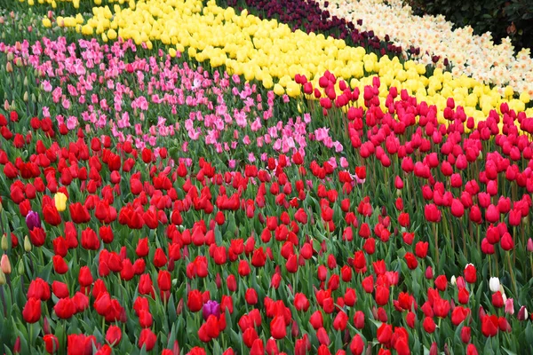 Fundo de tulipas florescendo. Parque Emirgan. Istambul, Turquia . — Fotografia de Stock