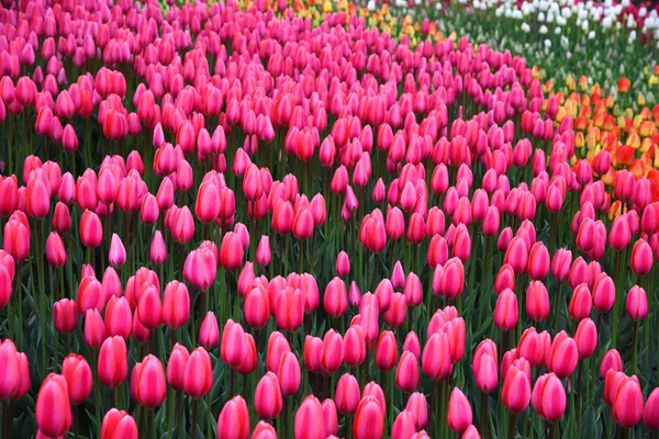 Fundo de tulipas florescendo. Parque Emirgan. Istambul, Turquia . — Fotografia de Stock