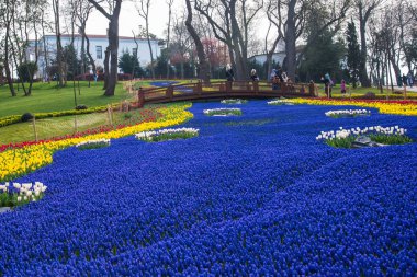 Istanbul, Türkiye - 11 Nisan 2017: Dünya ünlü Lale Festivali Emirgan Parkı, Istanbul, Türkiye. Çiçekli laleler.