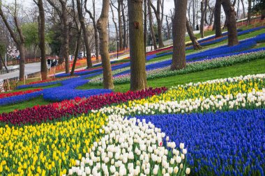 Dünya ünlü Lale Festivali Emirgan Parkı, Istanbul, Türkiye. Çiçekli laleler.
