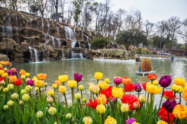 Dünya ünlü Lale Festivali Emirgan Parkı, Istanbul, Türkiye. Çiçekli laleler.