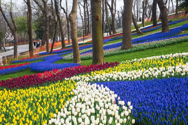 Weltberühmtes Tulpenfest im Emirgan Park, Istanbul, Türkei. Blütezeit der Tulpen. — Stockfoto