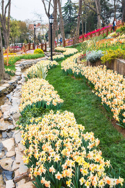 Всемирно известный фестиваль тюльпанов в парке Эмирган, Стамбул, Турция. Цветение тюльпанов
.