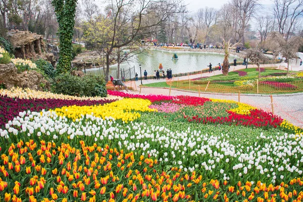 Dünya ünlü Lale Festivali Emirgan Parkı, Istanbul, Türkiye. Çiçekli laleler.