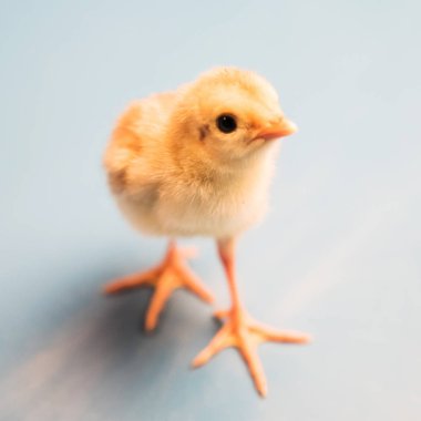 Yeni doğan sülün. Yakın çekim.