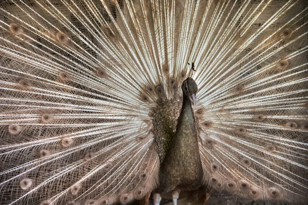 Pavão com cauda aberta — Fotografia de Stock