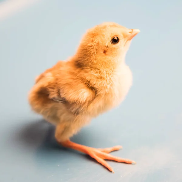 新生儿的雉鸡。特写. — 图库照片