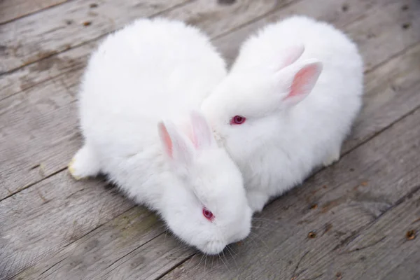 Ahşap Arka Plan Üzerinde Beyaz Tüylü Tavşan — Stok fotoğraf