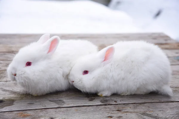 木製の背景に白のふわふわバニー — ストック写真