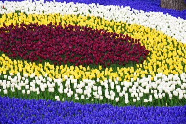 Çiçek açan laleler arka plan. Lale halı. Lale çiçek yatak. Lale alan.