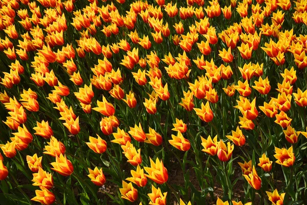 Sfondo Tulipani Fioriti Tappeto Tulipani Aiuola Tulipani Campo Tulipani — Foto Stock