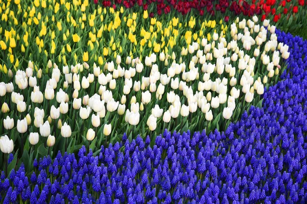 Fondo Tulipanes Florecientes Alfombra Tulipanes Lecho Flores Tulipanes Campo Tulipanes — Foto de Stock