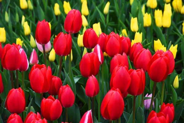 Fondo Tulipanes Florecientes Alfombra Tulipanes Lecho Flores Tulipanes Campo Tulipanes — Foto de Stock