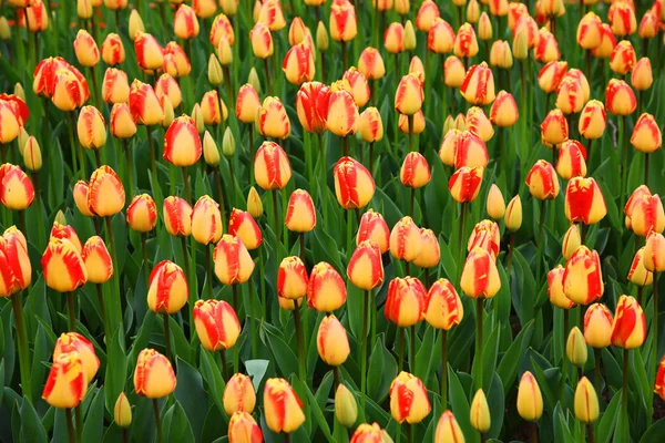 Fondo Tulipanes Florecientes Alfombra Tulipanes Lecho Flores Tulipanes Campo Tulipanes — Foto de Stock
