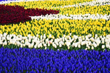  Dünya ünlü Lale Festivali Emirgan Parkı, Istanbul, Türkiye. Çiçekli laleler.