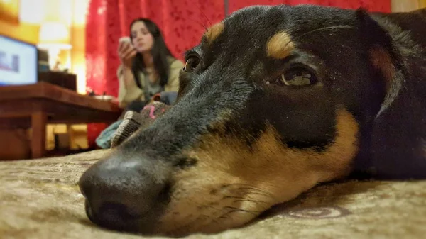 De schattige puppy verdriet met de snuit op een rode kussen — Stockfoto