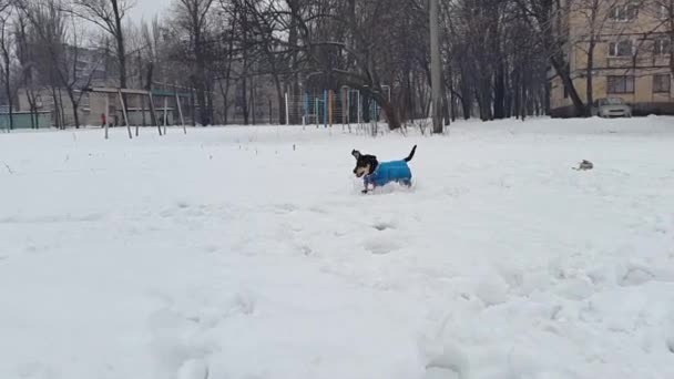 Seorang gadis muda bermain dengan anjing di salju di musim dingin — Stok Video